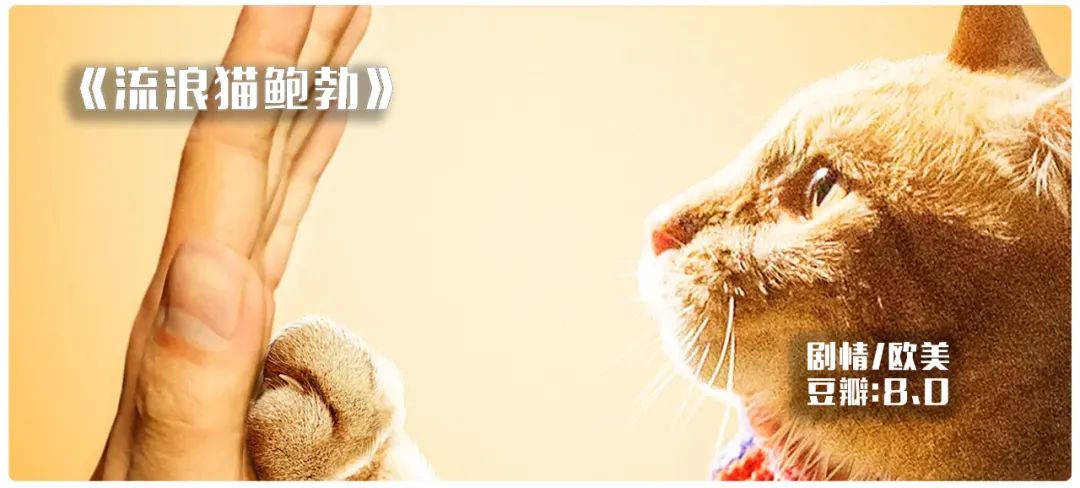 图片[1]-《流浪猫鲍勃》免费解说文案范本+三联封面-洛小可解说网
