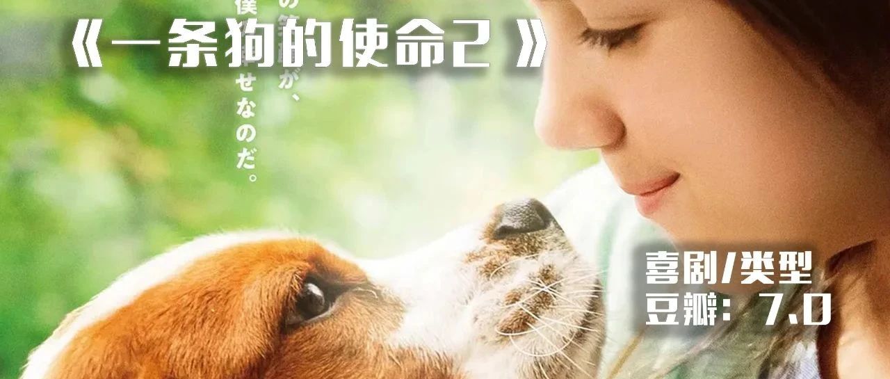 《一条狗的使命2》免费解说文案范本+三联封面-洛小可解说网