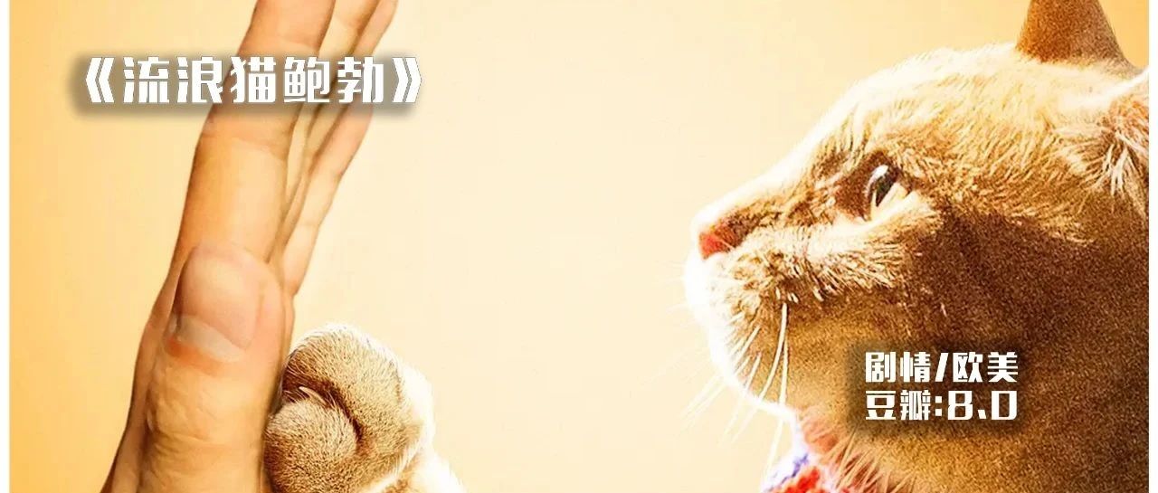 《流浪猫鲍勃》免费解说文案范本+三联封面-洛小可解说网
